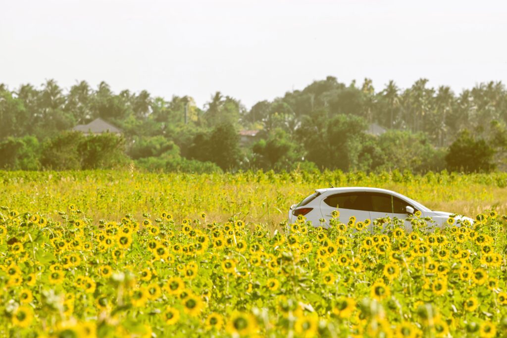 auto in mezzo ad un campo di girasoli